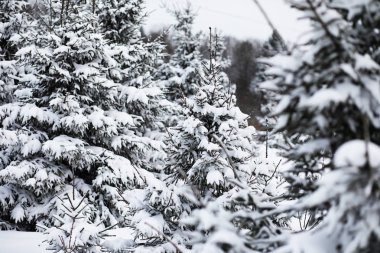 Kış bulutlu günde manzara