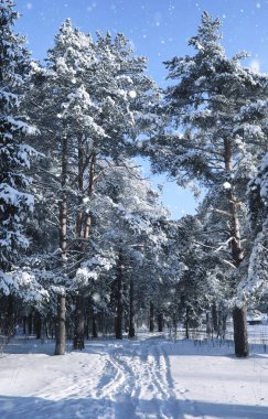 sihirli çam ormanı içinde kar kış sezonu