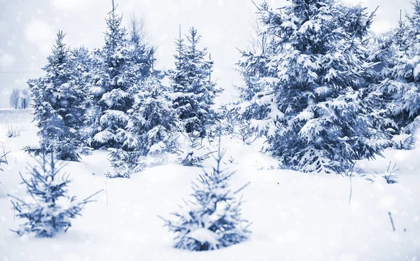 Paisaje en el día de invierno — Foto de Stock