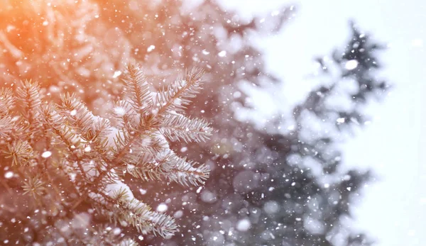 Inverno paisagem neve coberto extensões. Um parque no inverno em — Fotografia de Stock