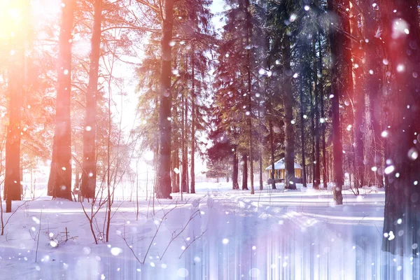 Bosque de invierno en un día soleado. Paisaje en el bosque sobre una nieve — Foto de Stock