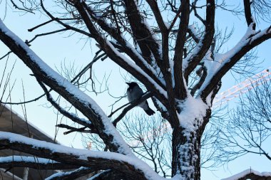 kış orman manzara güneş ışığı ve kar