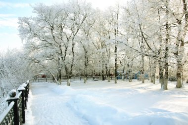 kış orman manzara güneş ışığı ve kar