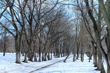 kış orman manzara güneş ışığı ve kar