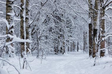 kış orman manzara güneş ışığı ve kar