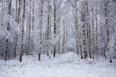 kış orman manzara güneş ışığı ve kar