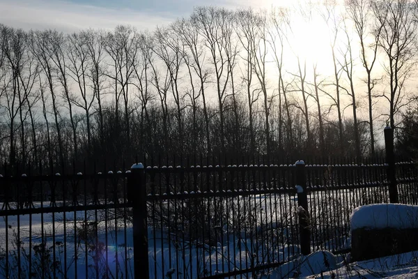 Зимовий лісовий пейзаж сонячне світло і сніг — стокове фото