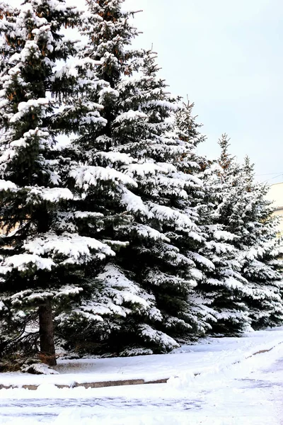 Invierno bosque paisaje sol y nieve —  Fotos de Stock