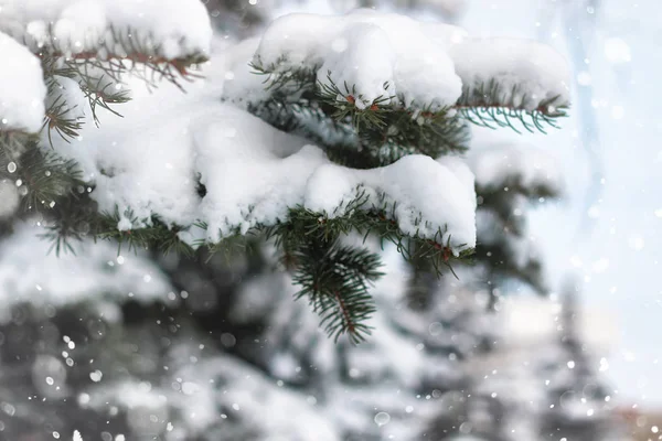 冬の森の風景日光と雪 — ストック写真