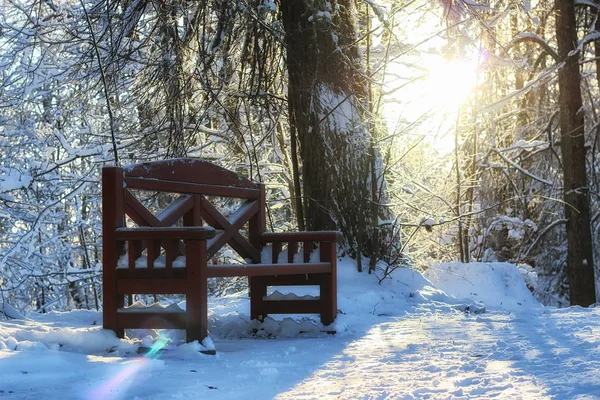 Зимний лес солнечный свет и снег — стоковое фото