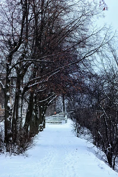 Inverno floresta paisagem luz solar e neve — Fotografia de Stock