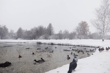 Karla kaplı Kış park ve banklar. Park ve beslenme için pier 