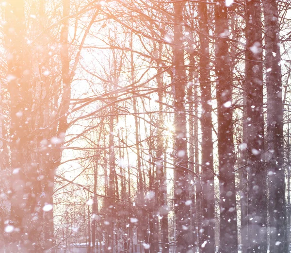 雪の風景には、広がりが覆われています。冬の公園 — ストック写真