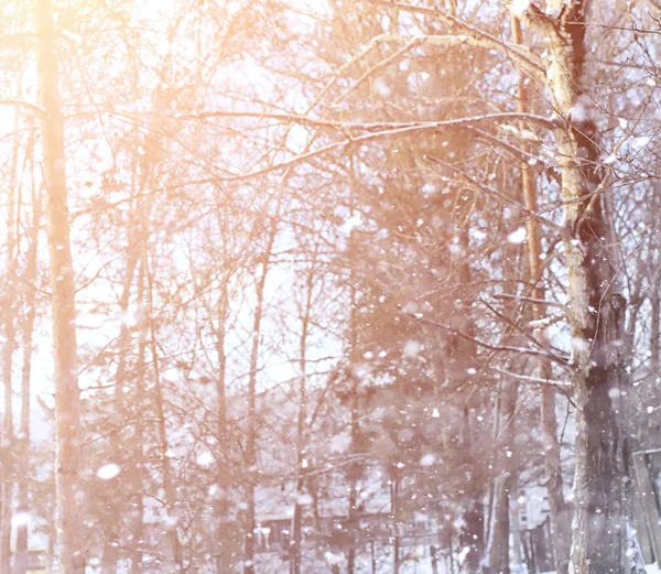 Paisaje invernal cubiertas de nieve. Un parque en el invierno en — Foto de Stock