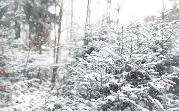 Zimní les. Krajina zimní les za slunečného dne. Snow-c — Stock fotografie