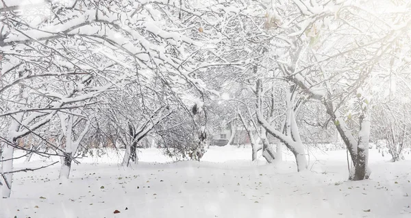 Parque de invierno cubierto de nieve y bancos. Parque y muelle para alimentación —  Fotos de Stock