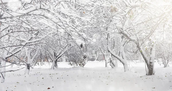 Karla kaplı Kış park ve banklar. Park ve beslenme için pier — Stok fotoğraf