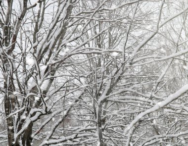 Kar altında kış parkı. Şehir parkında kar fırtınası. Park et!