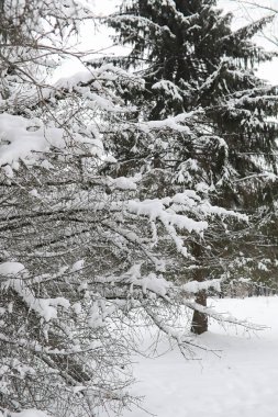 Kış manzara kar expanses kaplı. Kışın bir parkta 