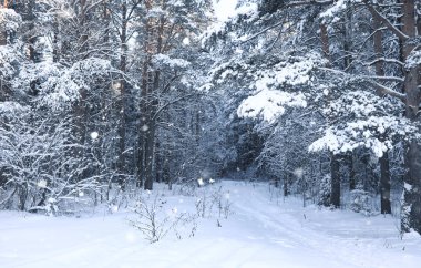 sihirli çam ormanı içinde kar kış sezonu