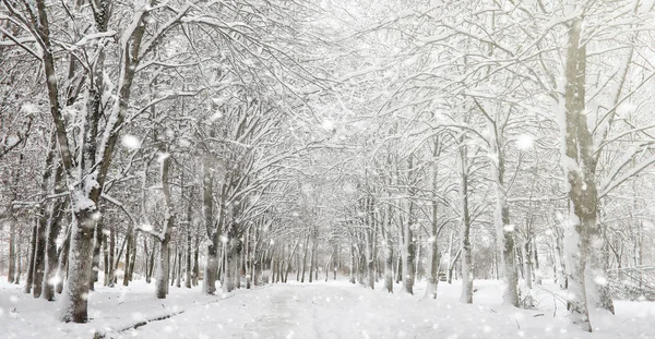 Parc d'hiver sous la neige. Une tempête de neige dans le parc municipal. Parc f — Photo