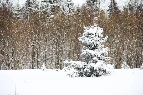 Lansekap di hari berawan musim dingin — Stok Foto