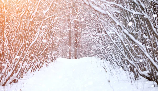 Vinter landskap snötäckta vidder. En park i vintern i — Stockfoto