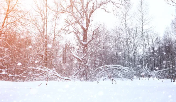 Zima Krajobraz snow pokryte połaci. Zima w parku — Zdjęcie stockowe