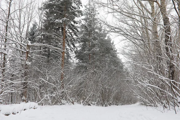 Inverno paisagem neve coberto extensões. Um parque no inverno em — Fotografia de Stock