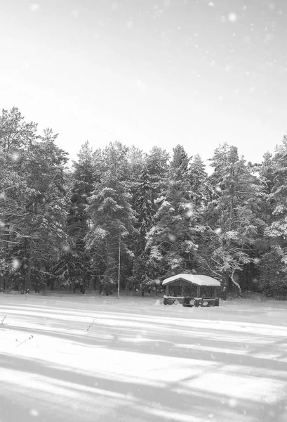 Gazebo de madeira monocromático na floresta no dia ensolarado do inverno — Fotografia de Stock