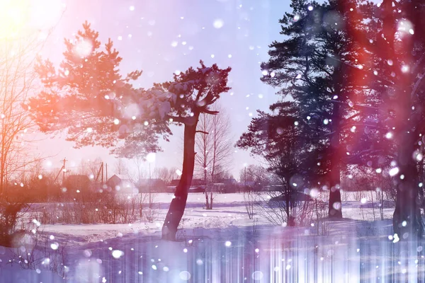 Zimní les za slunečného dne. Krajina v lese na Sněžná — Stock fotografie