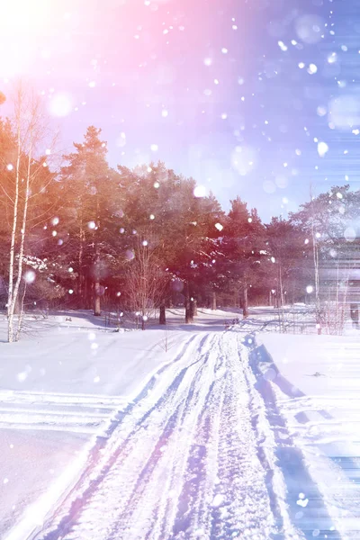 Bosque de invierno en un día soleado. Paisaje en el bosque sobre una nieve — Foto de Stock