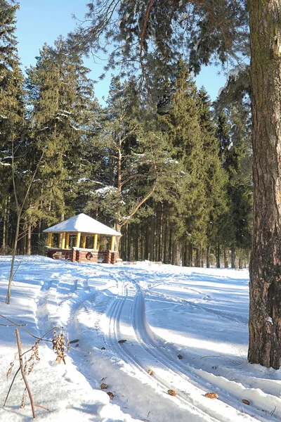 Winterwald mit Schnee bedeckt — Stockfoto