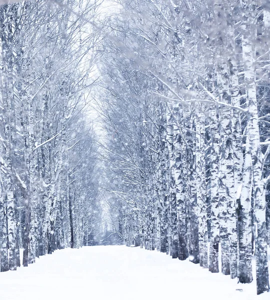 Зимний снежный день в прекрасном лесу — стоковое фото