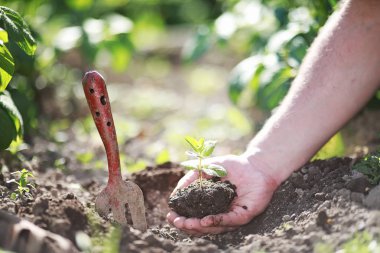Eller yere iniş için küçük Fideler