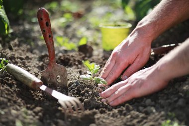 Eller yere iniş için küçük Fideler