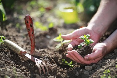 Eller yere iniş için küçük Fideler