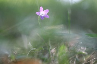 Mor çan niteliğine