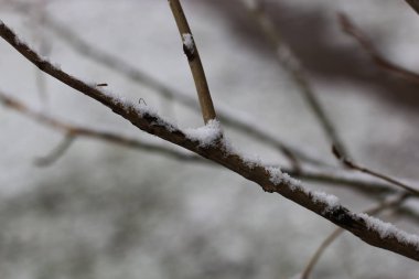 İlk kış kar dalları