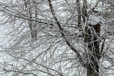 kar ağaçlar yard house akşam