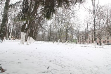 Park kış ağaçları ve patika