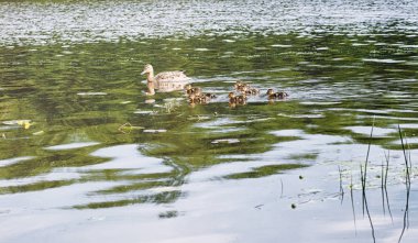 Su birikintisi kuşlarda. Bir sürü ördek ve güvercin su. Mi