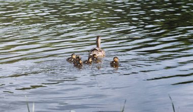 Su birikintisi kuşlarda. Bir sürü ördek ve güvercin su. Mi