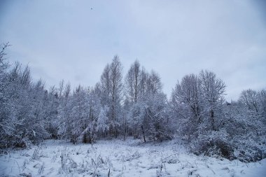 Kış ormanı karla kaplı