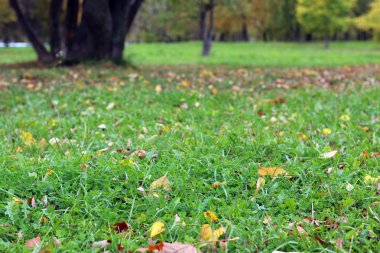 Park manzarası yalnız ağaç