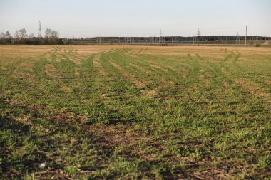 Bahar doğa. Yaprakları ve çalılar ilk yeşil yaprakları ile 