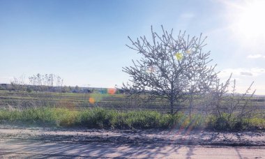 Yatay yaz mevsimindeyiz. Yeşil ağaç ve otların arasında kırsal arazi