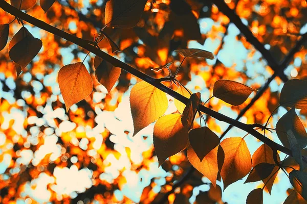 Orange autumn leaves of trees on clear blue sky — Stock Photo, Image