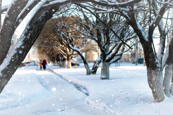 Calle árbol madera peatonal invierno —  Fotos de Stock