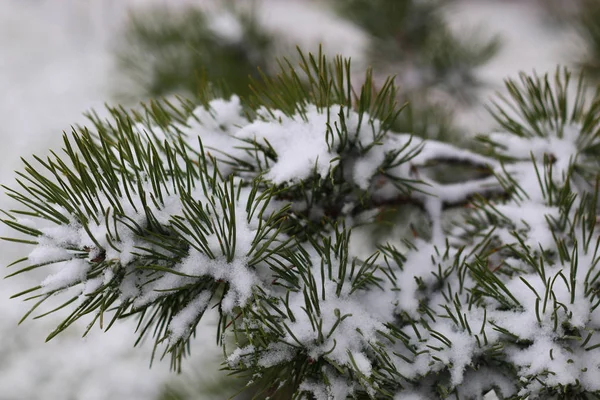 First winter snow branches — Stock Photo, Image
